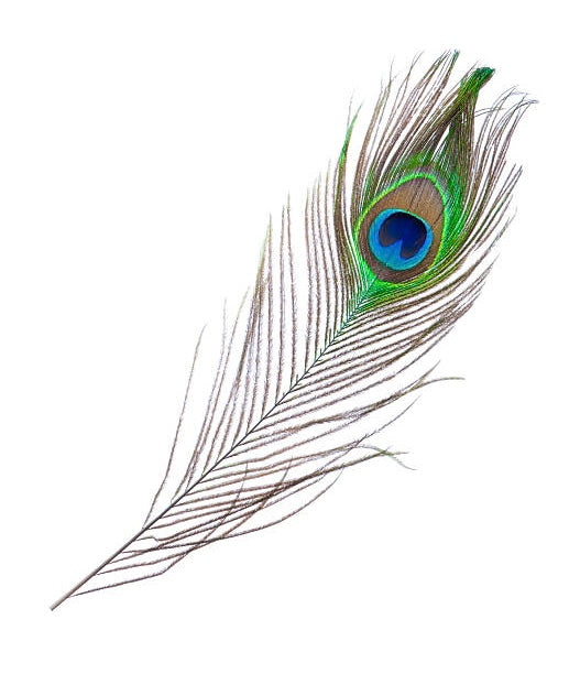 Peacock Feather - Smoke Cleansing Feather - Energy Clearing Feather - size 9-12"-Ritual Feather