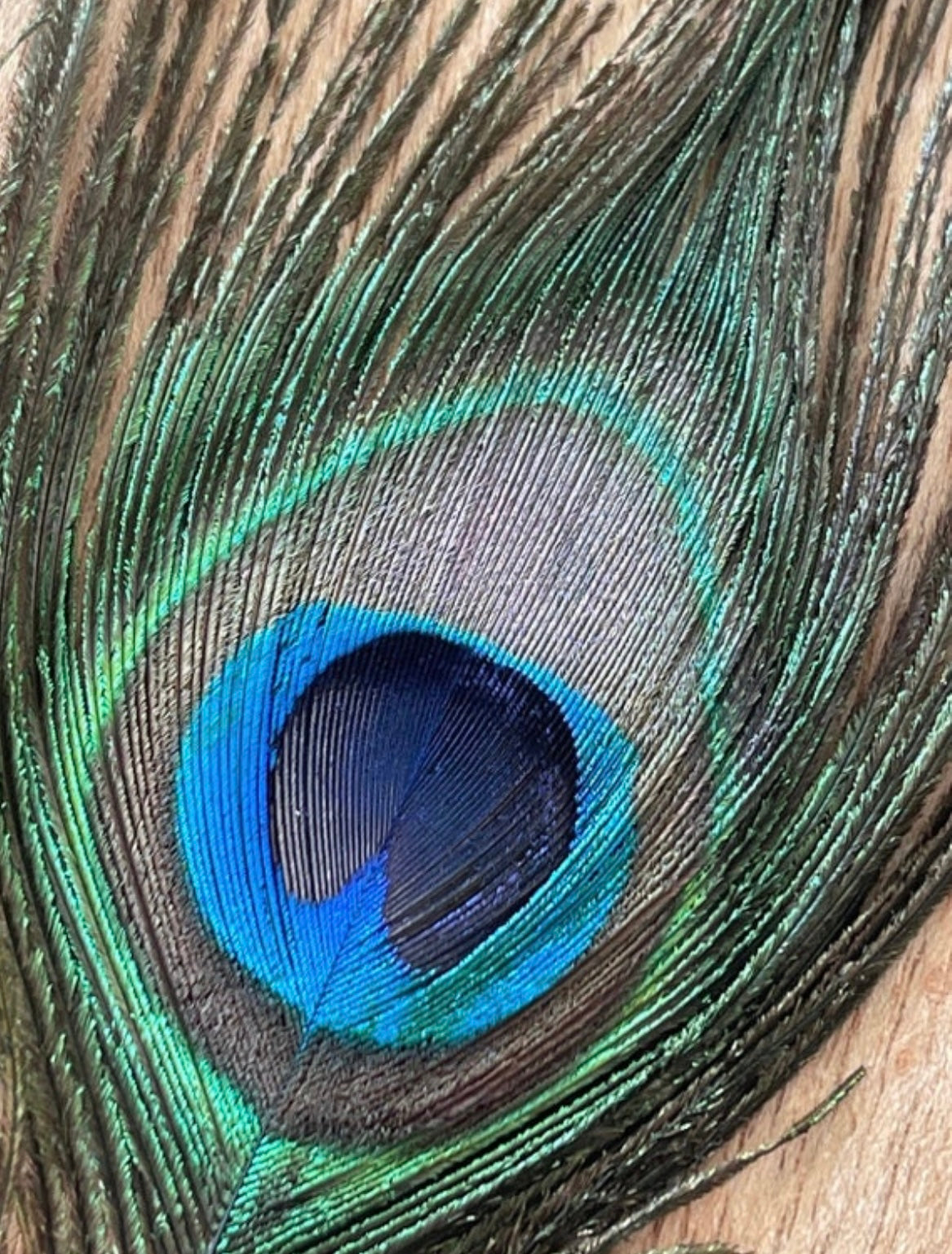 Peacock Feather - Smoke Cleansing Feather - Energy Clearing Feather - size 9-12"-Ritual Feather