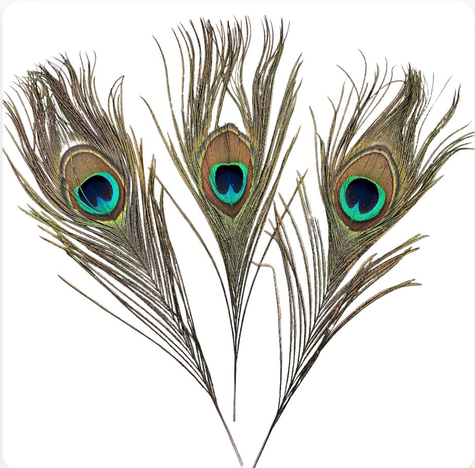 Peacock Feather - Smoke Cleansing Feather - Energy Clearing Feather - size 9-12"-Ritual Feather