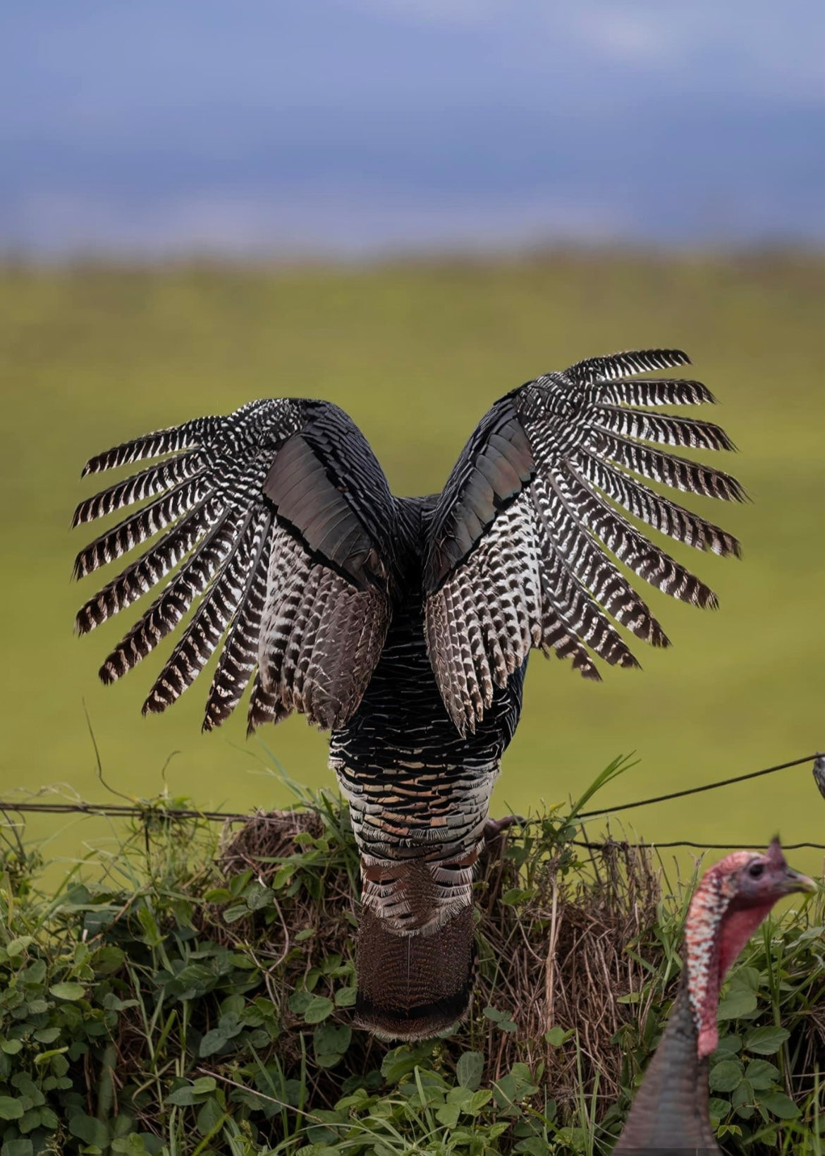 Turkey Feathers for Smudging