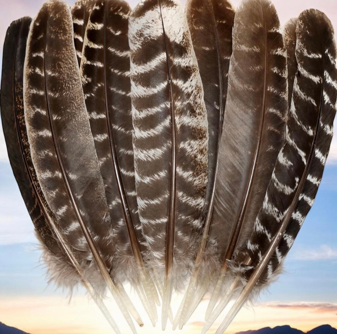 Turkey Feathers for Smudging