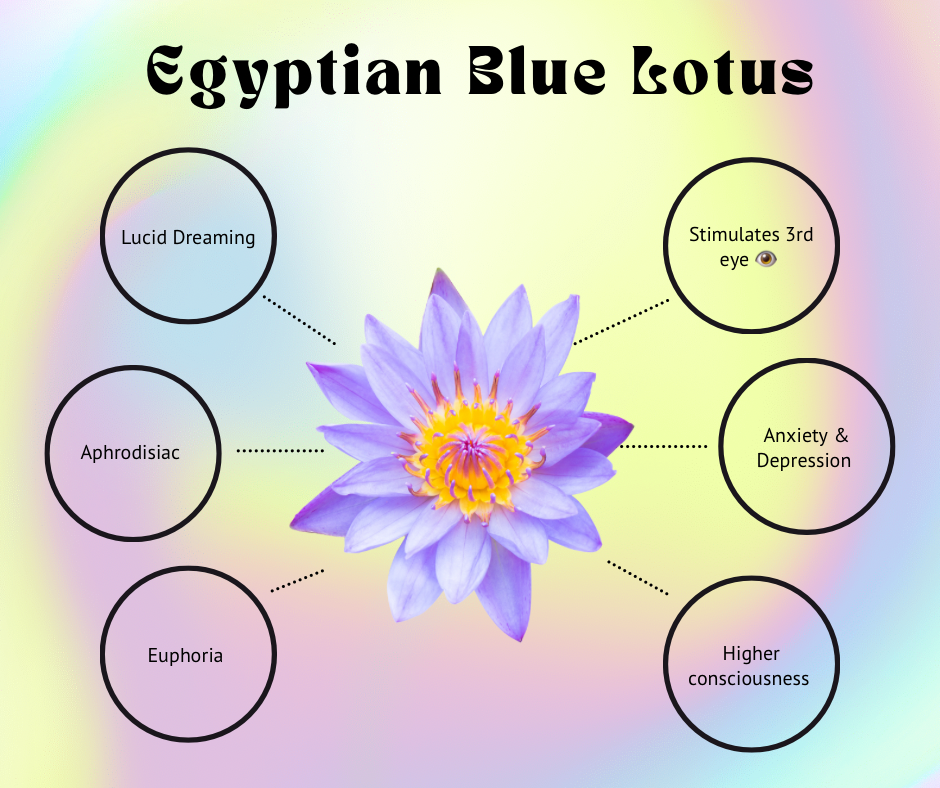 Egyptian Blue Lotus
