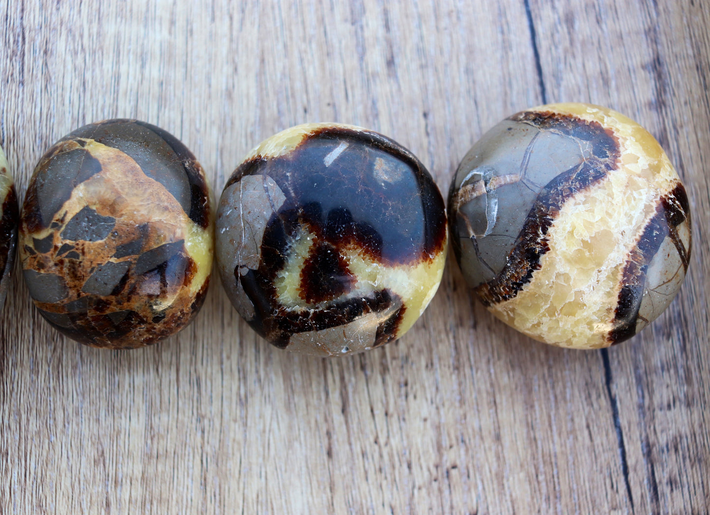Septarian Palm Stone