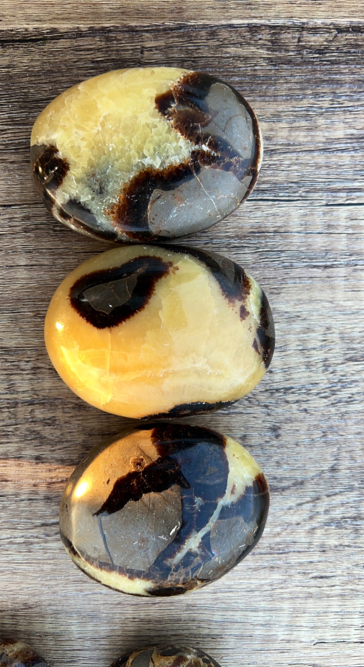 Septarian Palm Stone