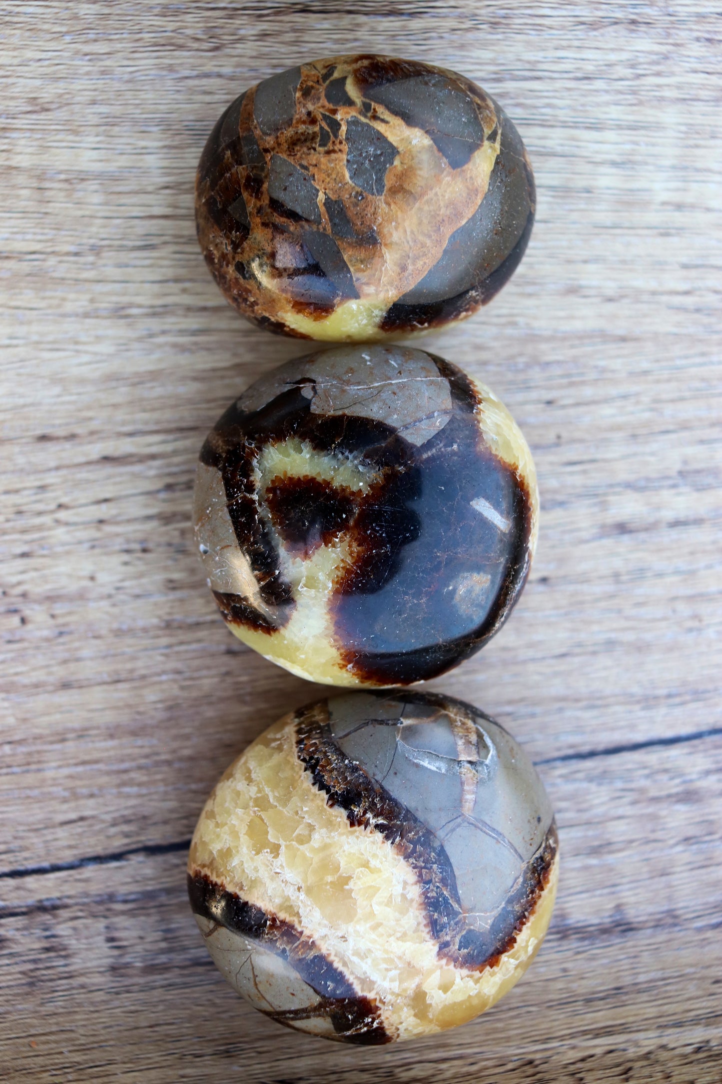 Septarian Palm Stone
