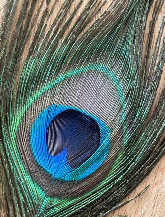Peacock Feather - Smoke Cleansing Feather - Energy Clearing Feather - size 9-12"-Ritual Feather