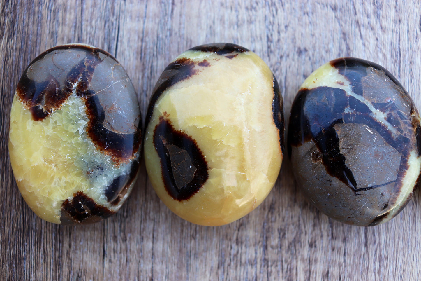 Septarian Palm Stone