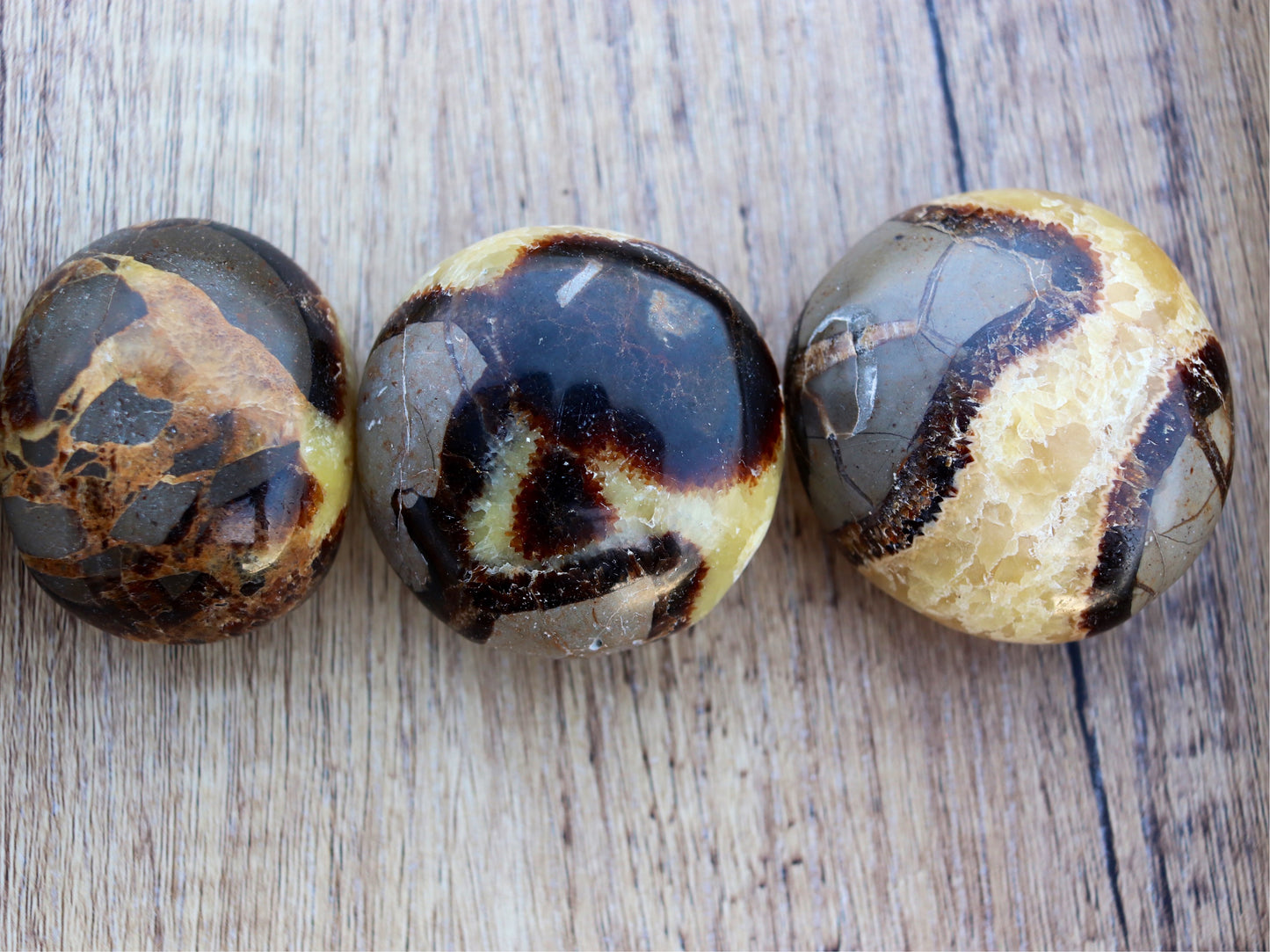 Septarian Palm Stone