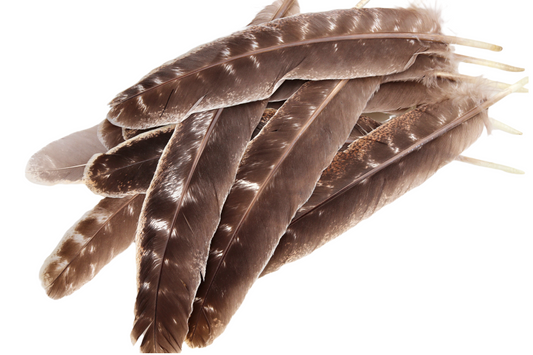 Turkey Feathers for Smudging