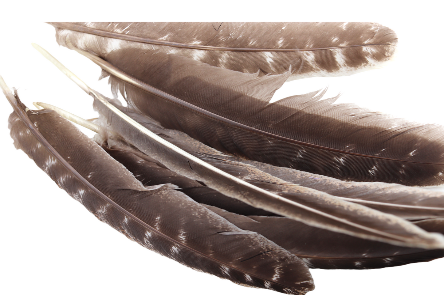 Turkey Feathers for Smudging