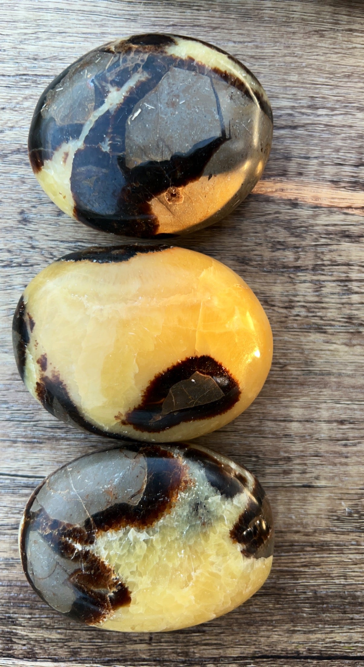 Septarian Palm Stone